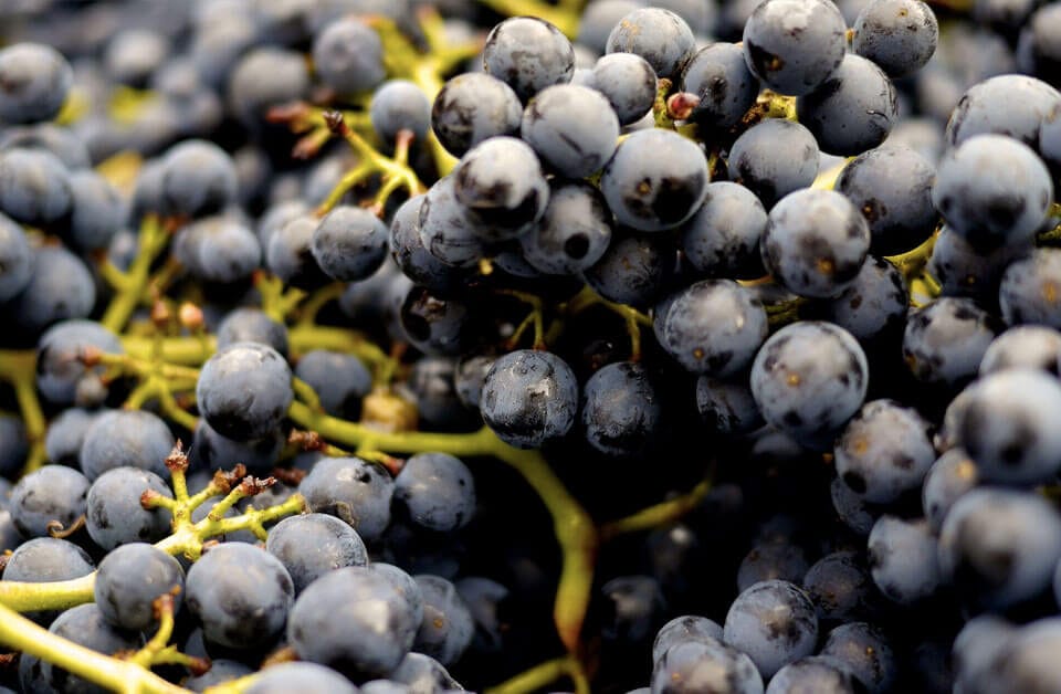 PEMF Grapes